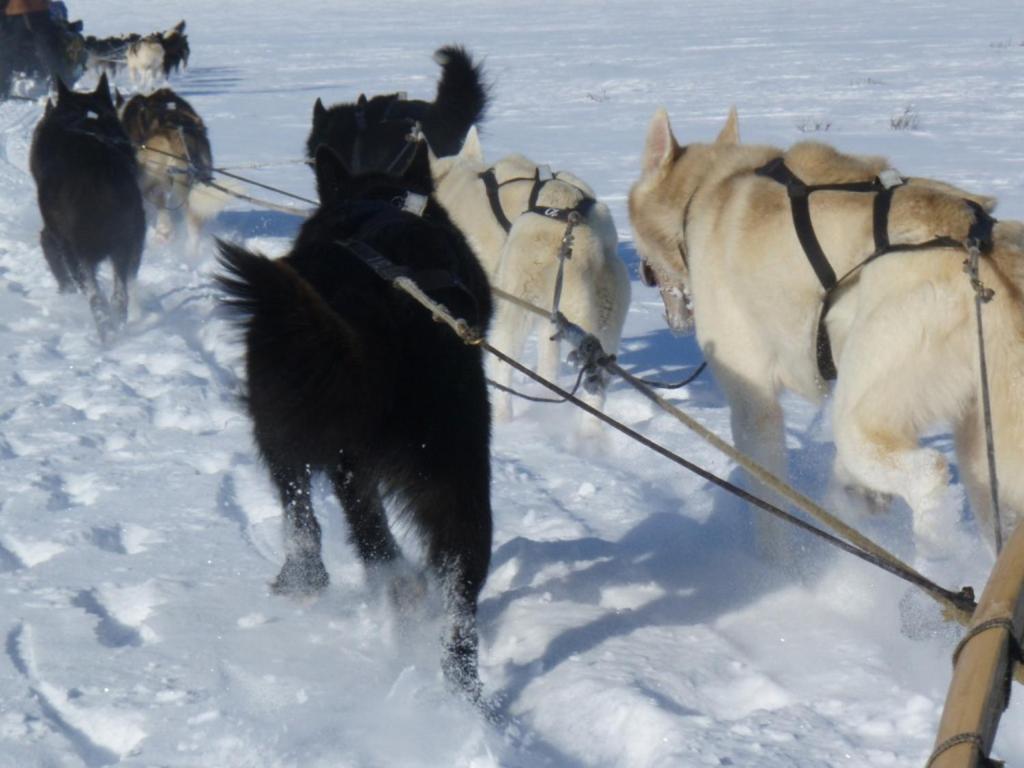 Engholm Husky Design *